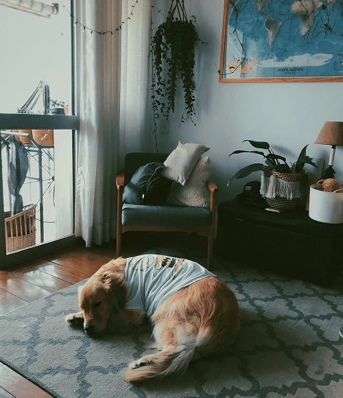 Tranquillipatte Tranquillipatte